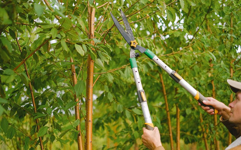 Tree trimming in Hannaford, ND