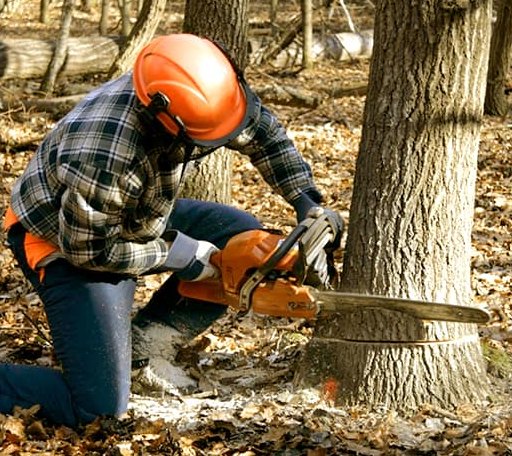 Tree Removal in Hannaford, ND